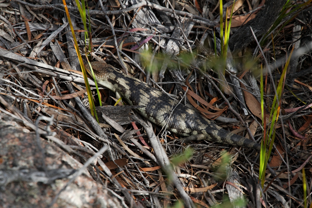 05 - Bay of Fire (6).jpg